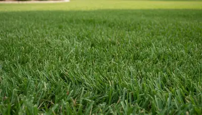 Close-up of freshly mowed, uniform green grass showing expert lawn mowing detail in Sarasota, FL