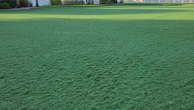 Fresh hydroseed application with uniform green coating on Sarasota, FL lawn by Chop Chop Landscaping