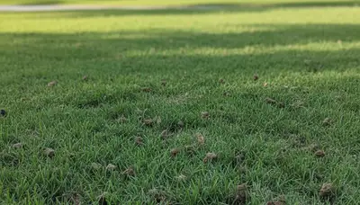 Post-aeration lawn recovery with lush green turf in Sarasota, FL by Chop Chop Landscaping