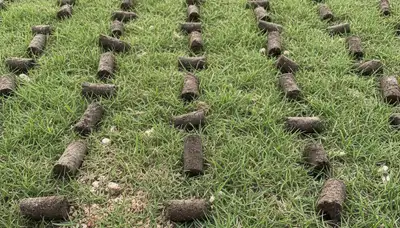 Close-up soil core plugs after lawn aeration by professional landscapers in Sarasota, FL